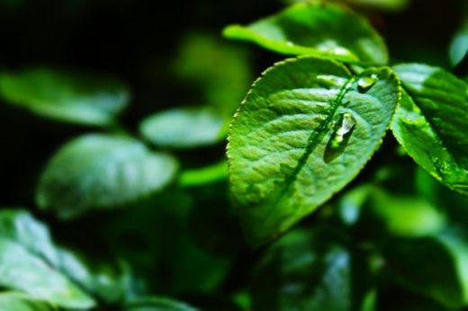 Con los productos Rotoplas, vas a lograr un sistema de riego por goteo eficiente y óptimo