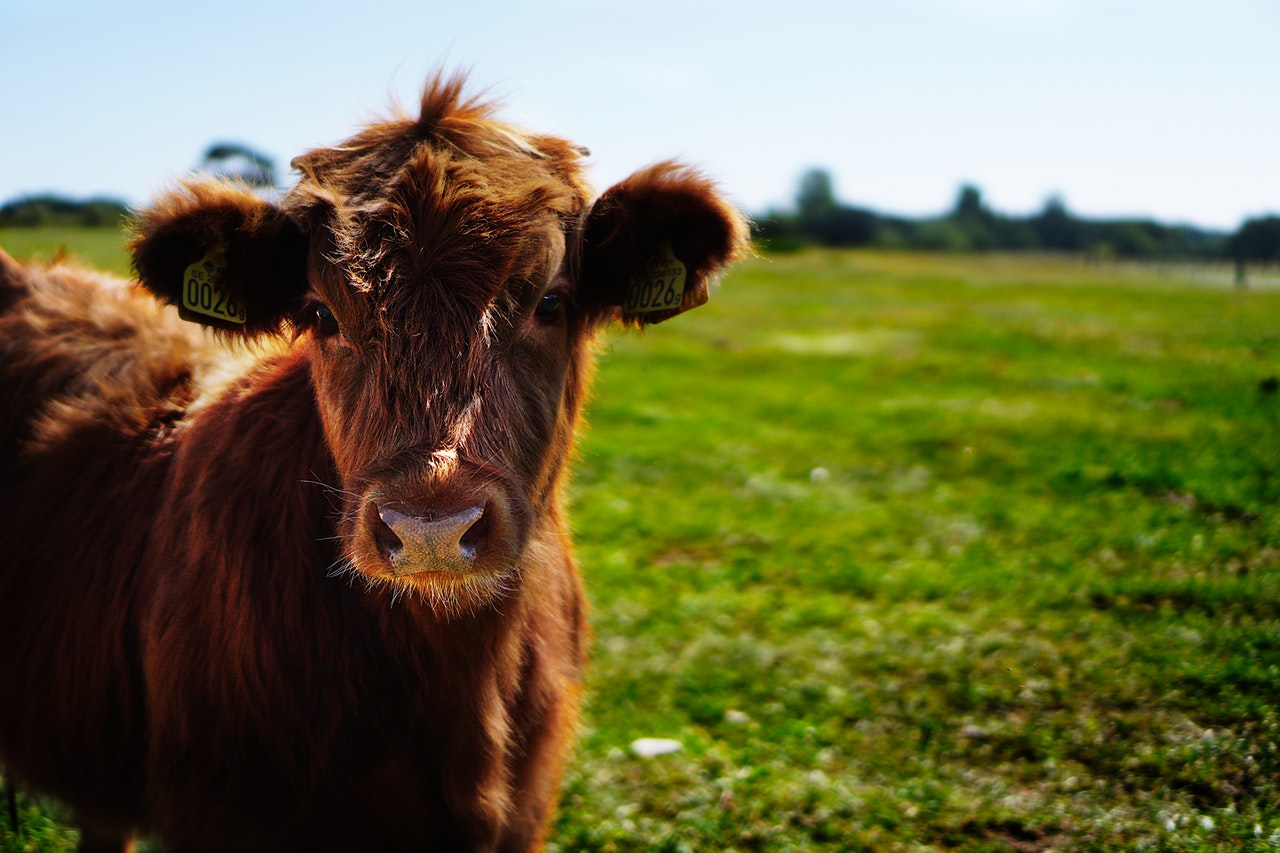 comederos animales de corral