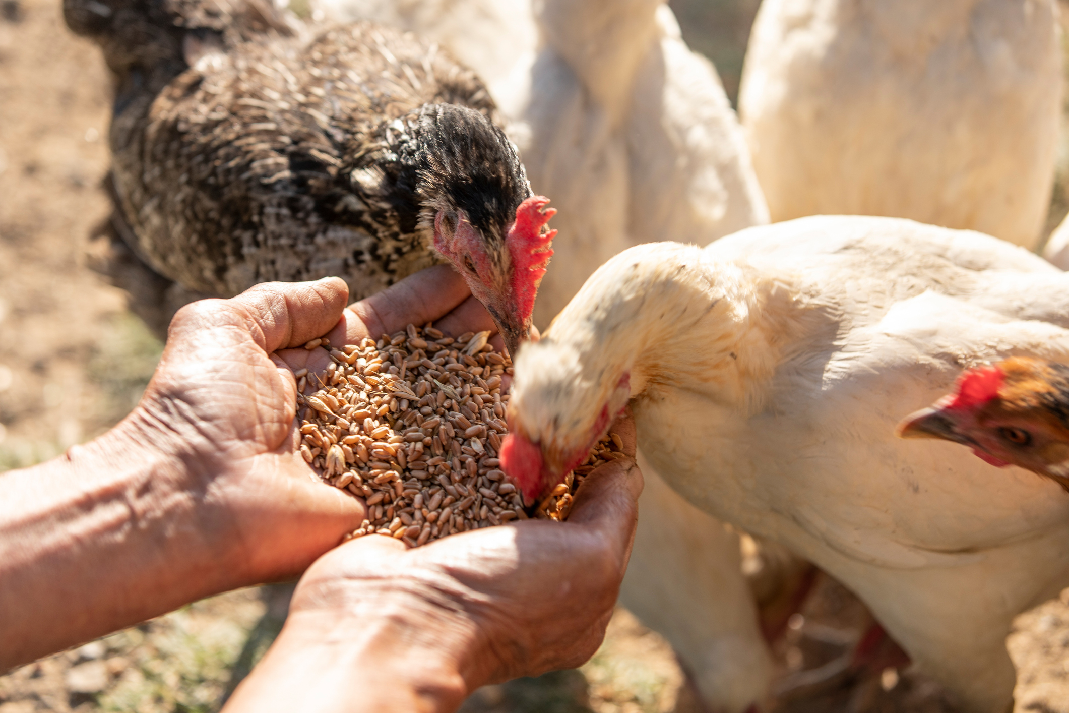 Productos para animales de granja
